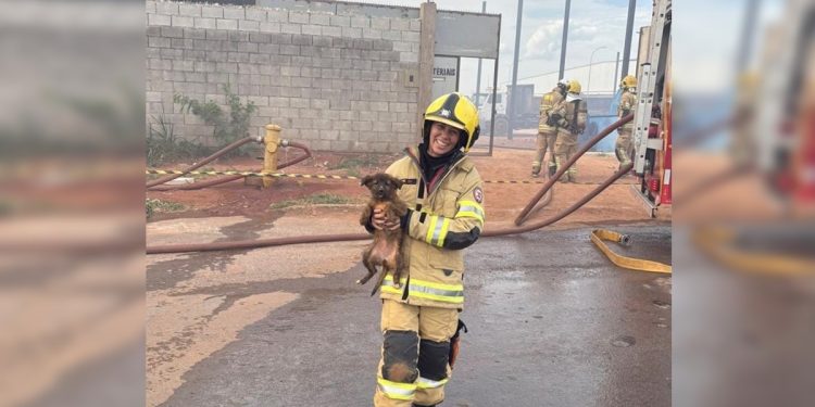 Bombeiros salvam cinco filhotes durante incêndio em depósito