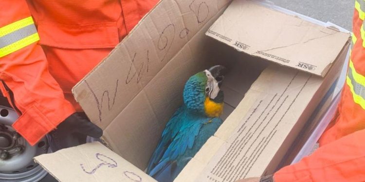 Arara cai de árvore, se machuca e é resgatada pelo Corpo de Bombeiros