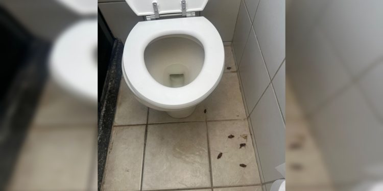 Brasiliense se desespera com “invasão de baratas” em resort de luxo