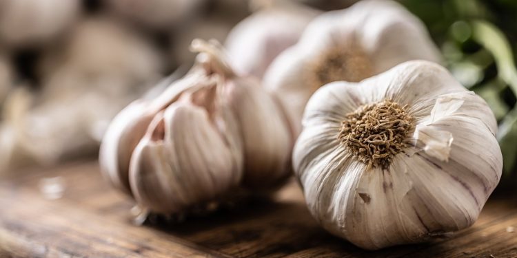 Alho mostra potencial como alternativa natural em enxaguantes bucais