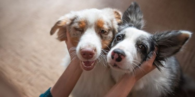 Aprovado projeto que concede auxílio para protetores de animais no DF