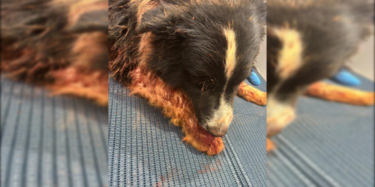 Rottweilers atacam cachorro em canteiro de obras no Sudoeste