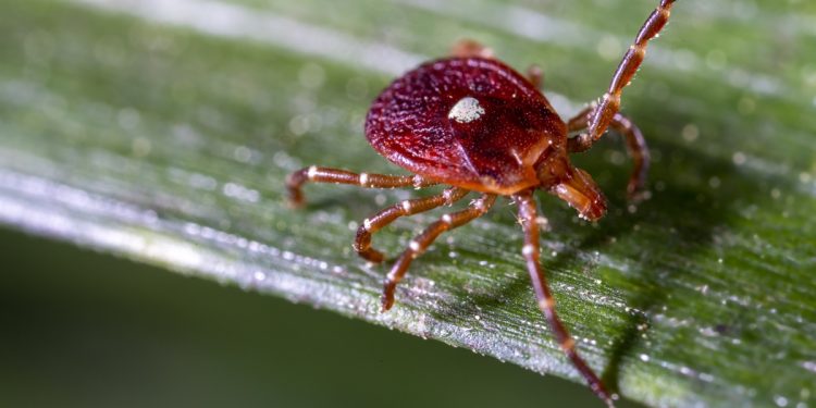 Primeira morte por alergia à carne causada por carrapato é confirmada