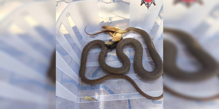 Cobra come animal em quintal de casa em área nobre do DF e é resgatada