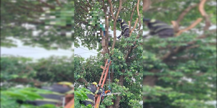 Homem morre eletrocutado enquanto podava árvore, em Caldas Novas