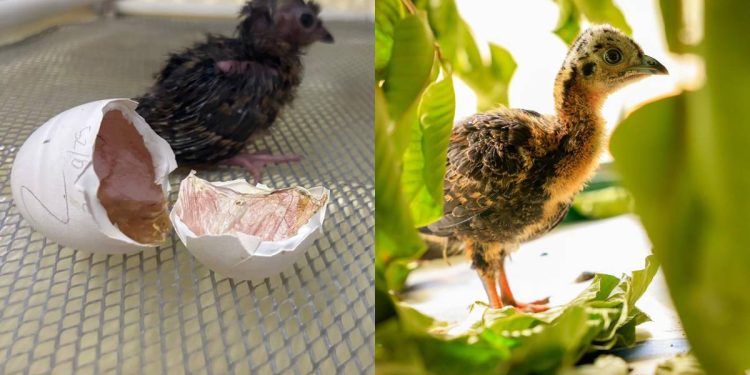 Aves ameaçadas de extinção, jacutingas nascem no Zoo do Brasília