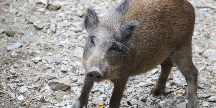 Espanha registra o 1° caso de peste suína africana em três décadas