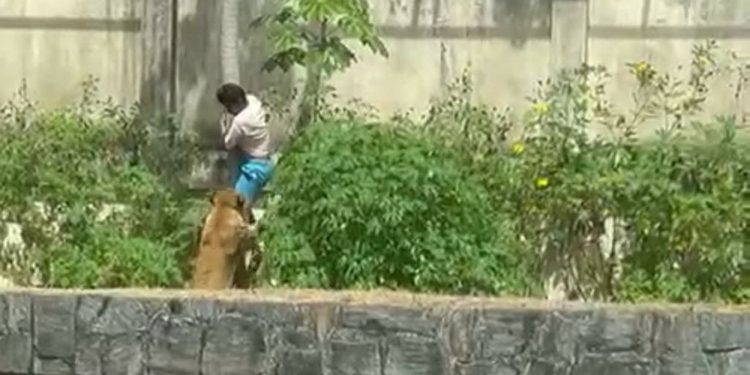 Homem é morto por leoa após invadir recinto dos felinos em zoo na PB