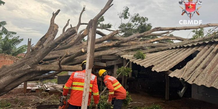Temporal derruba árvore de grande porte sobre casa na Estrutural