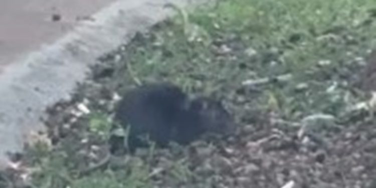 Ratos, baratas e entulho: servidores denunciam caos em hospital do DF