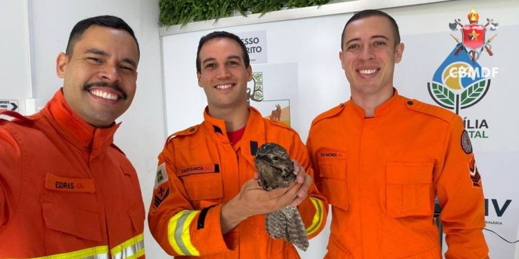 Urutau preso em ar-condicionado de academia mobiliza bombeiros no DF