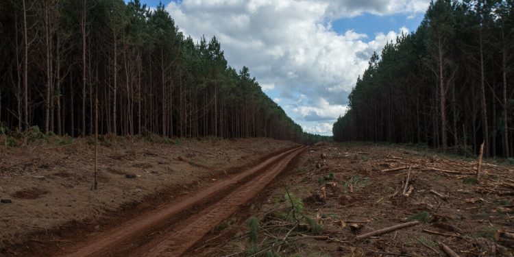 Governador defende exploração de bioma ameaçado com estudo pago por empresa autuada em SC