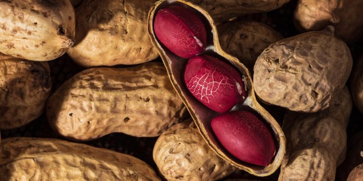 Comer amendoim pode melhorar a saúde do cérebro após os 60, diz estudo