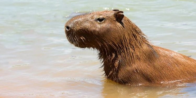 MP recomenda medidas para evitar acidentes com capivaras no DF