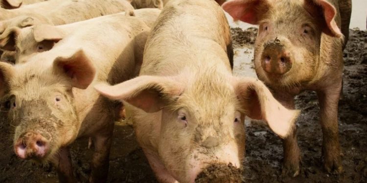 Espanha investiga 5 laboratórios por possível vazamento de peste suína