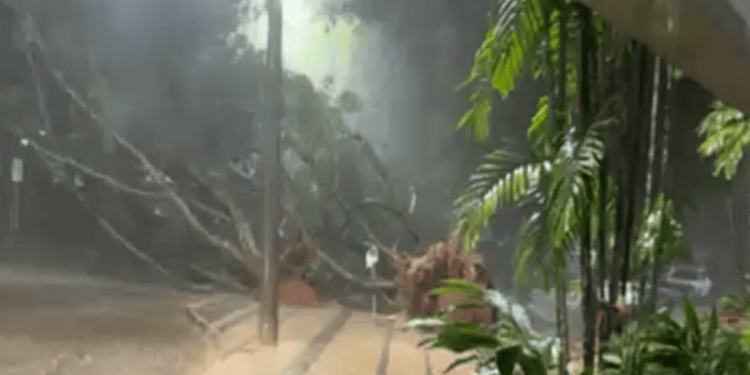 Temporal no DF derruba árvores sobre carros e afeta área do Senado