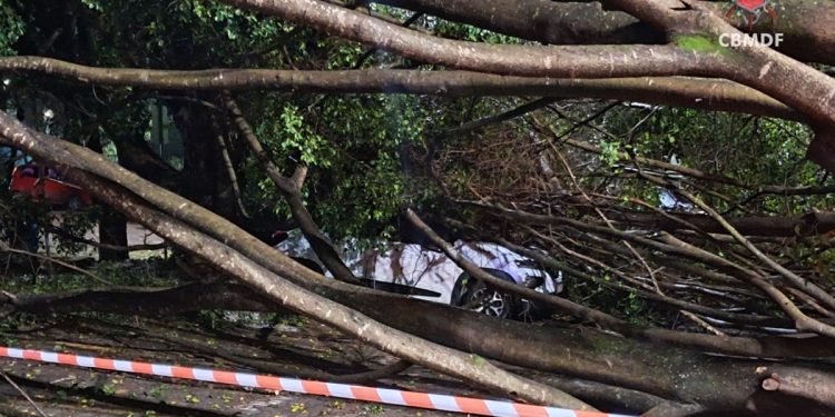 Chuvas derrubam árvores sobre 5 carros no estacionamento do Senado