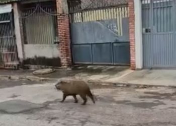 Capivara caramelo é resgatada após ser flagrada de rolê no Paranoá