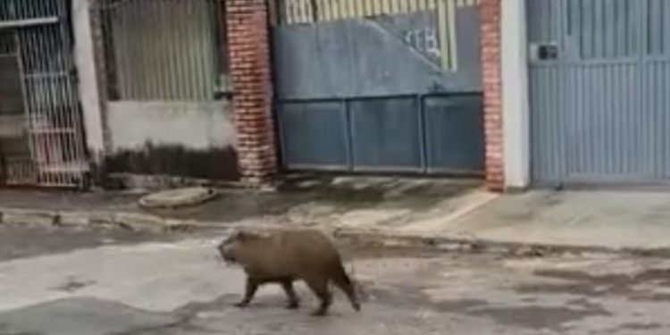 Capivara caramelo é resgatada após ser flagrada de rolê no Paranoá