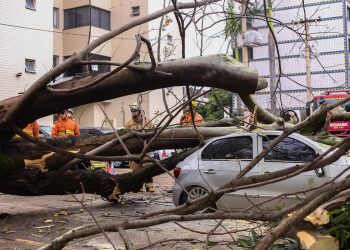 Dona de carro destruído em queda de árvore deverá ser indenizada