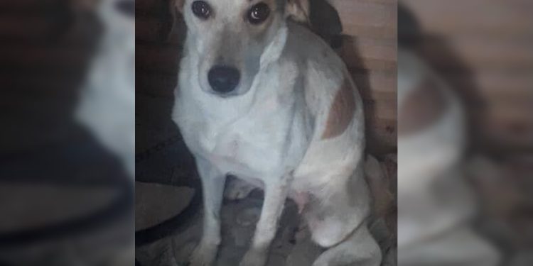 Cachorra morre ao encostar em fio no DF: “Poderia ser qualquer um”