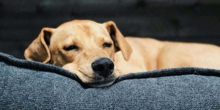 Mulher mata, coloca fogo em cachorro de rua e é presa no DF
