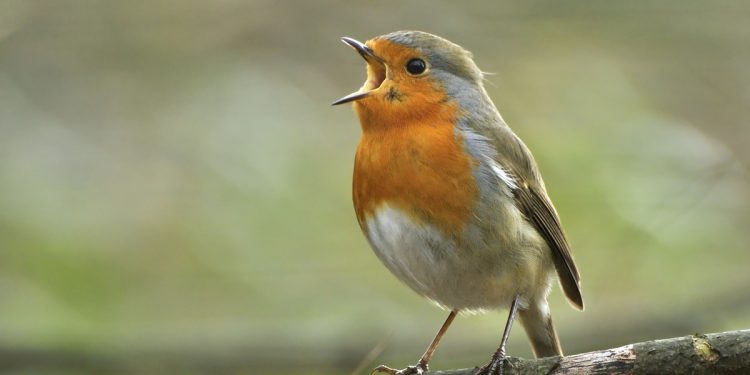 O canto dos pássaros relaxa o cérebro? Entenda o que acontece no órgão