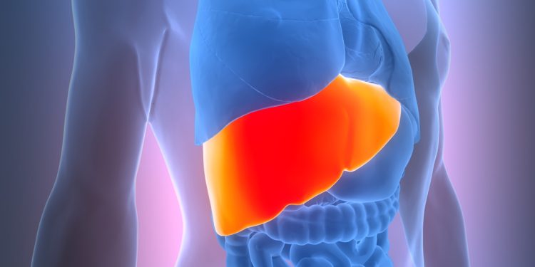 Gordura no fígado: principais sintomas que indicam a doença silenciosa