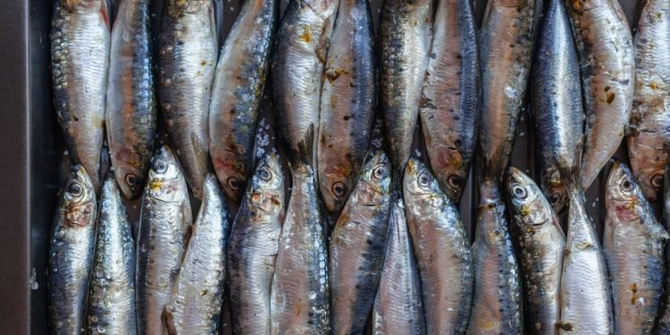 Barata e nutritiva: saiba os benefícios da sardinha para a saúde