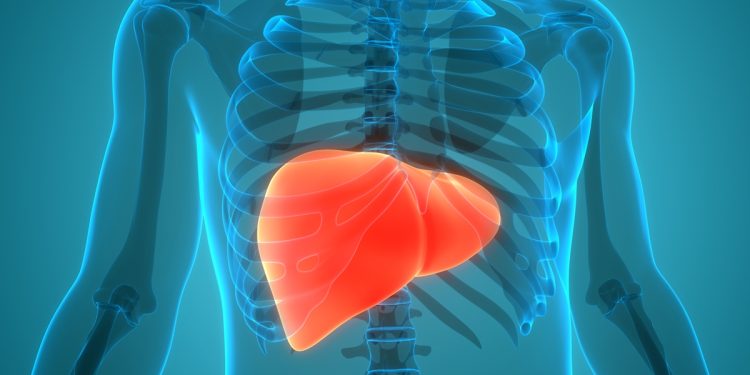 Hepatologistas explicam como proteger o fígado após exagerar no álcool