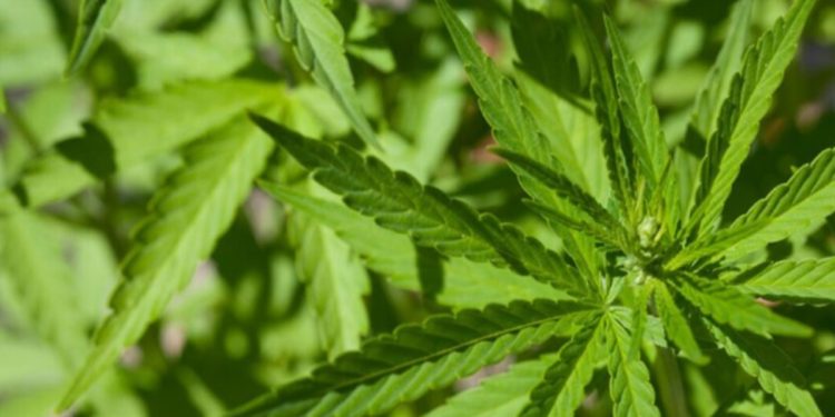 “Rei do Skunk” é preso ao transportar droga dentro de geladeira no DF