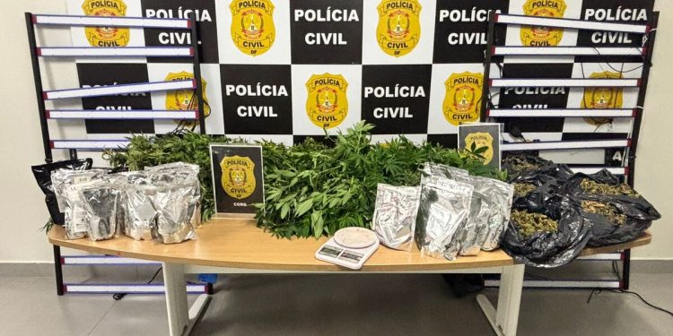 Casal é preso por cultivar maconha e divulgar nas redes sociais