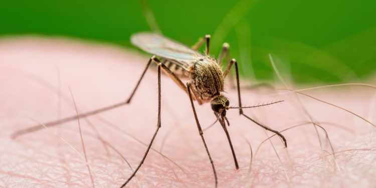 Por que algumas pessoas com dengue não têm sintomas? Estudo responde