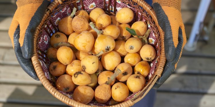 Descubra como a nêspera reduz a inflamação no fígado e apoia sua saúde