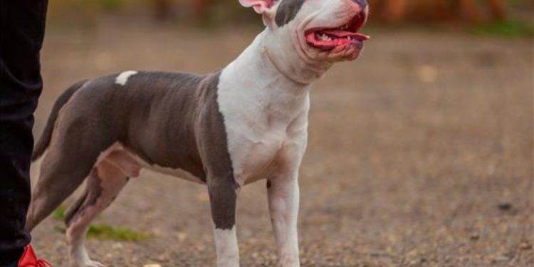 Empresa é condenada por morte de cachorro hospedado para adestramento