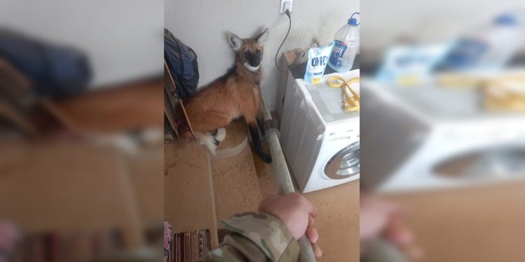 Lobo-guará é resgatado em lavanderia de casa em área nobre do DF