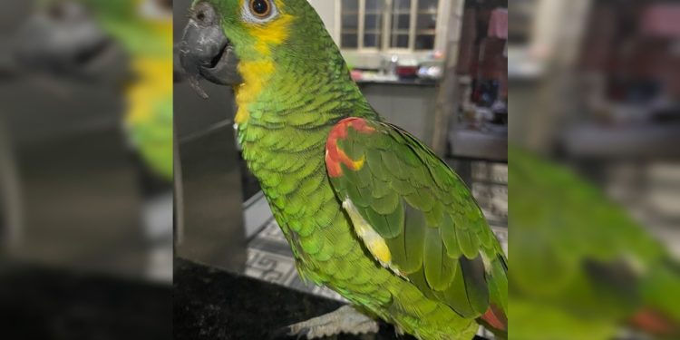 Festa de papagaia teve bolo e balões para celebrar decisão judicial