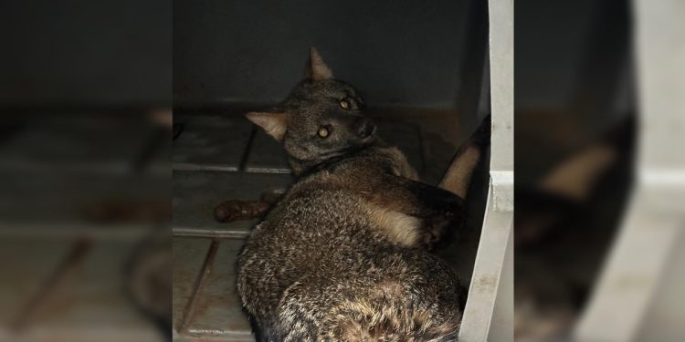 Cachorro-do-mato é resgatado com ferimentos em área nobre do DF