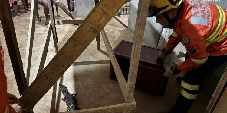 Jacaré é resgatado dentro de casa em condomínio no DF. Veja vídeo