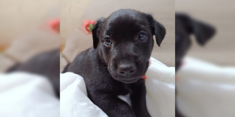 Filhotes de cadela resgatada grávida aguardam adoção em Brasília