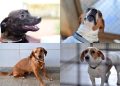 Cães resgatados esperam por adoção no DF; veja fotos