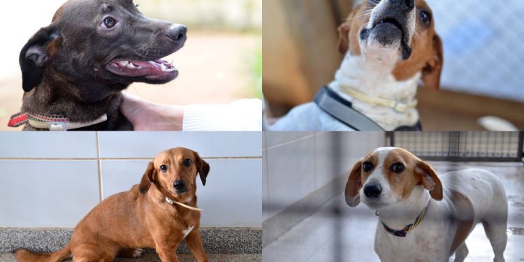 Cães resgatados esperam por adoção no DF; veja fotos