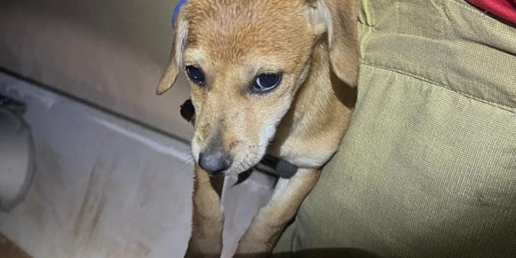 Cachorrinho fica preso em tubulação a 10 metros de profundidade no DF. Veja vídeo