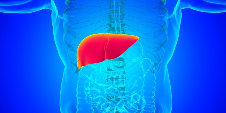 Endocrinologista lista os sintomas silenciosos da gordura no fígado