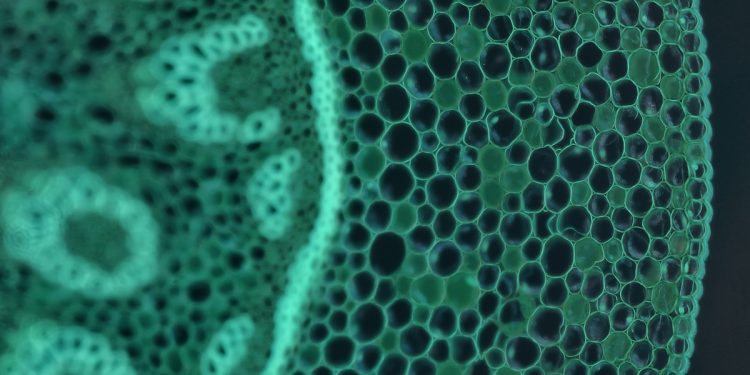 Milhões de células da sua mãe ainda vivem em você, sugere estudo