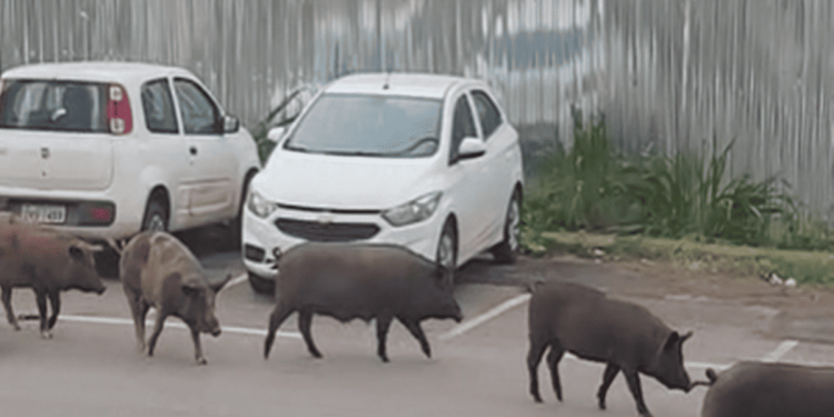 Família de porcos é flagrada dando “rolê” perto de bar em Águas Claras. Veja vídeo