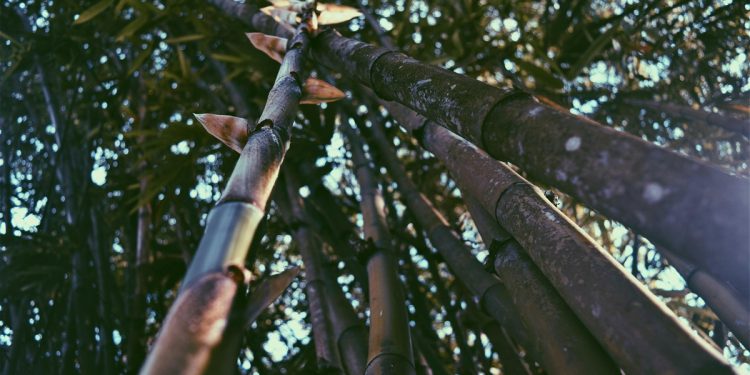 Estudo sugere que bambu pode ser o próximo “superalimento”. Entenda