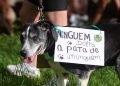 Cão Orelha: manifestantes se reúnem no DF e pedem justiça pelo animal
