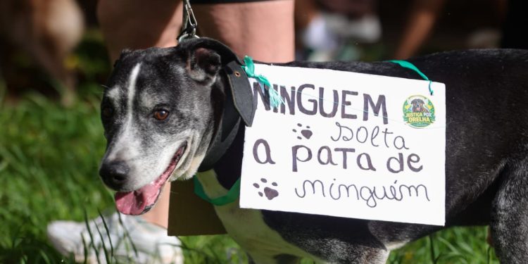 Cão Orelha: manifestantes se reúnem no DF e pedem justiça pelo animal