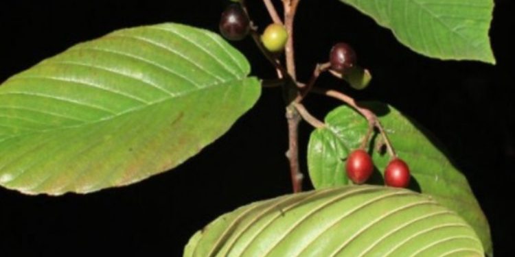 Cáscara sagrada é um fitoterápico aliado contra a constipação. Entenda